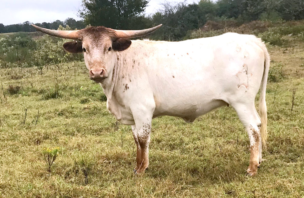 Texas Longhorn Brood Cow Iridescent Star