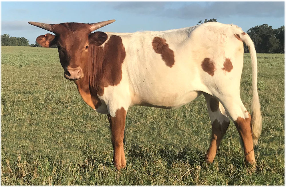 Texas Longhorn heifer - Playful Rebellious Star