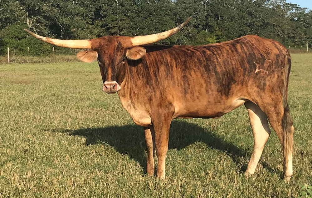 Texas Longhorn heifer - Stars N Stripes