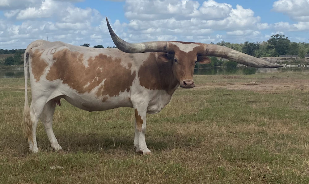 Texas Longhorn brood cow - Westfarms 710