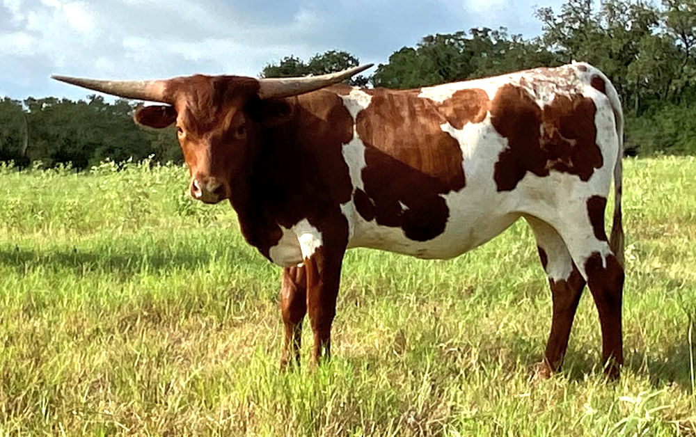Texas Longhorn heifer - Stars Sweet Intention
