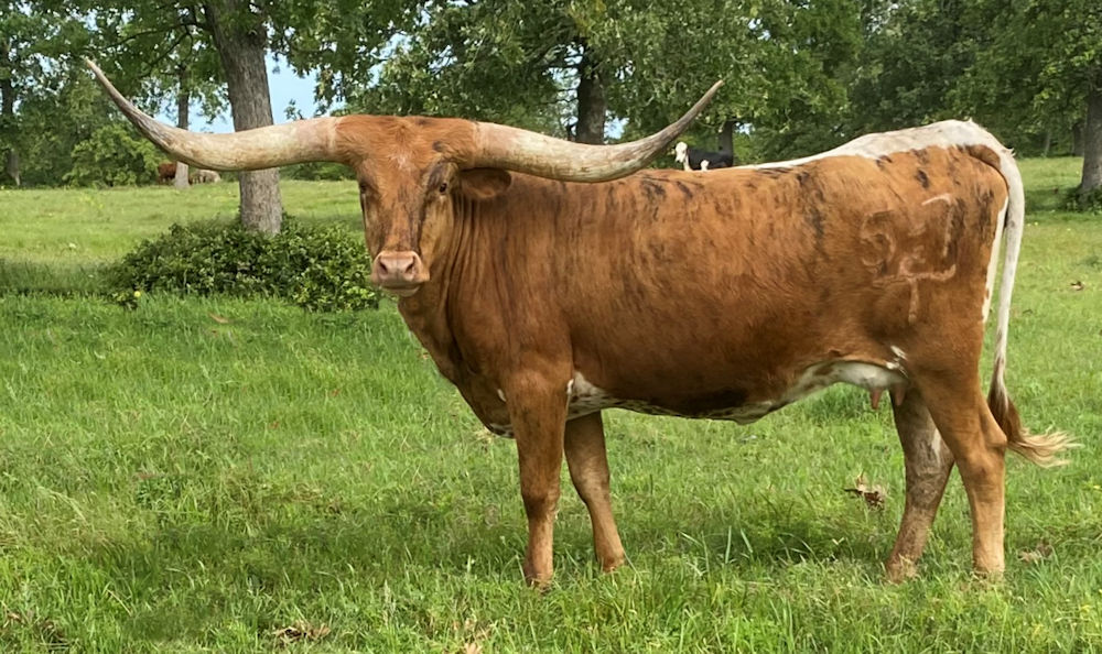 Texas Longhorn brood cow- T C Dainty Debby Dior