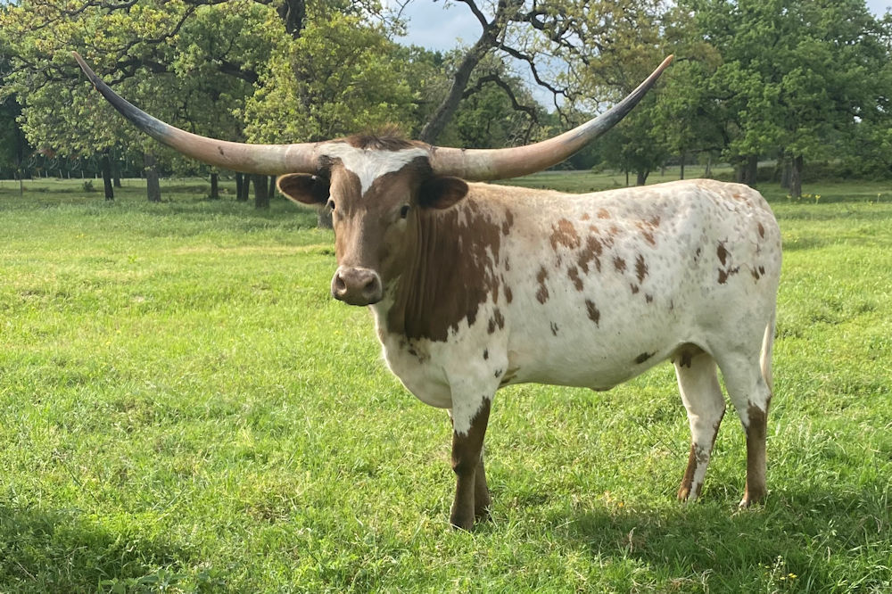 Texas Longhorn Brood Cow- Dally With Stars
