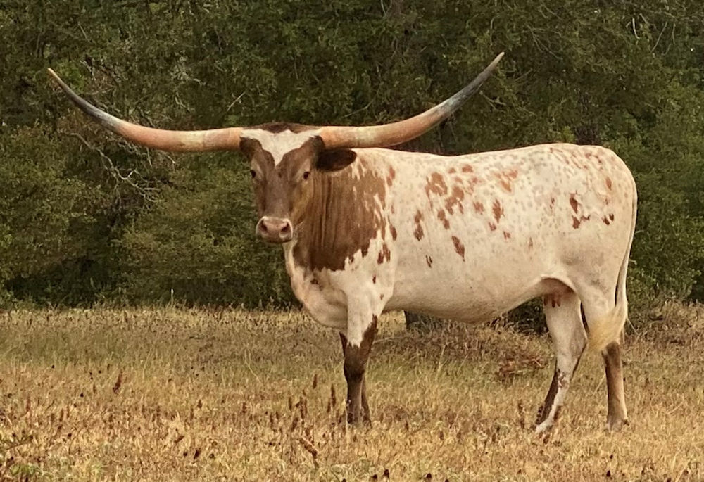 Texas Longhorn Brood Cow- Dally With Stars