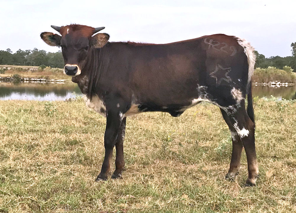 Texas Longhorn heifer - Nike Star Supreme