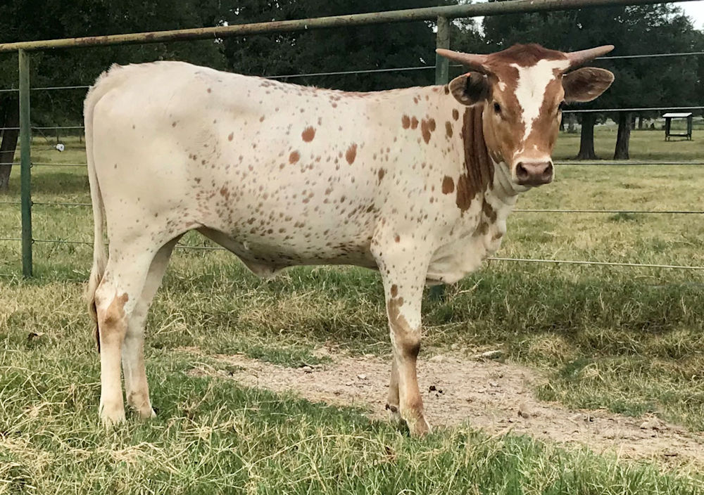Texas Longhorn Cow - Stars in Motion