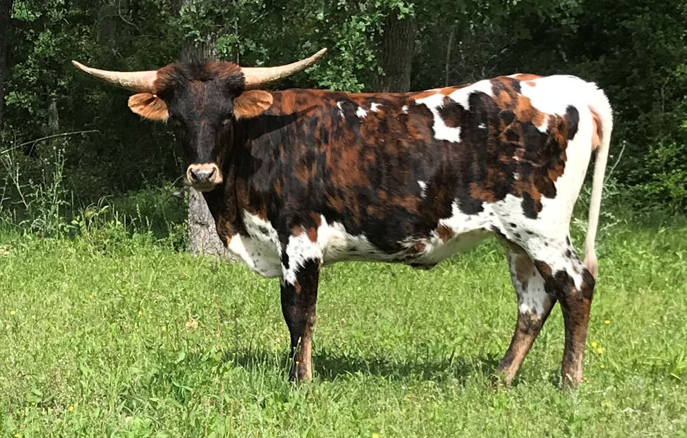 Texas :Longhorn heifer - T C Fleur de Temp