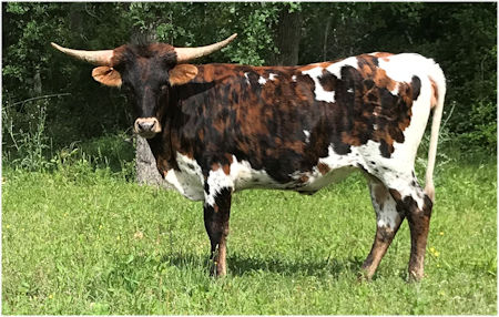 Texas :Longhorn heifer - T C Fleur de Temp