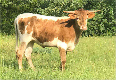 Texas Longhorn heifer for sale - Vanity Star