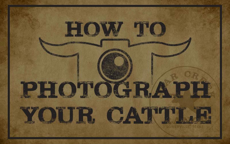 How To Photograph Your Cattle Star Creek Ranch - brawl stars karakterlerinin bebek halleri