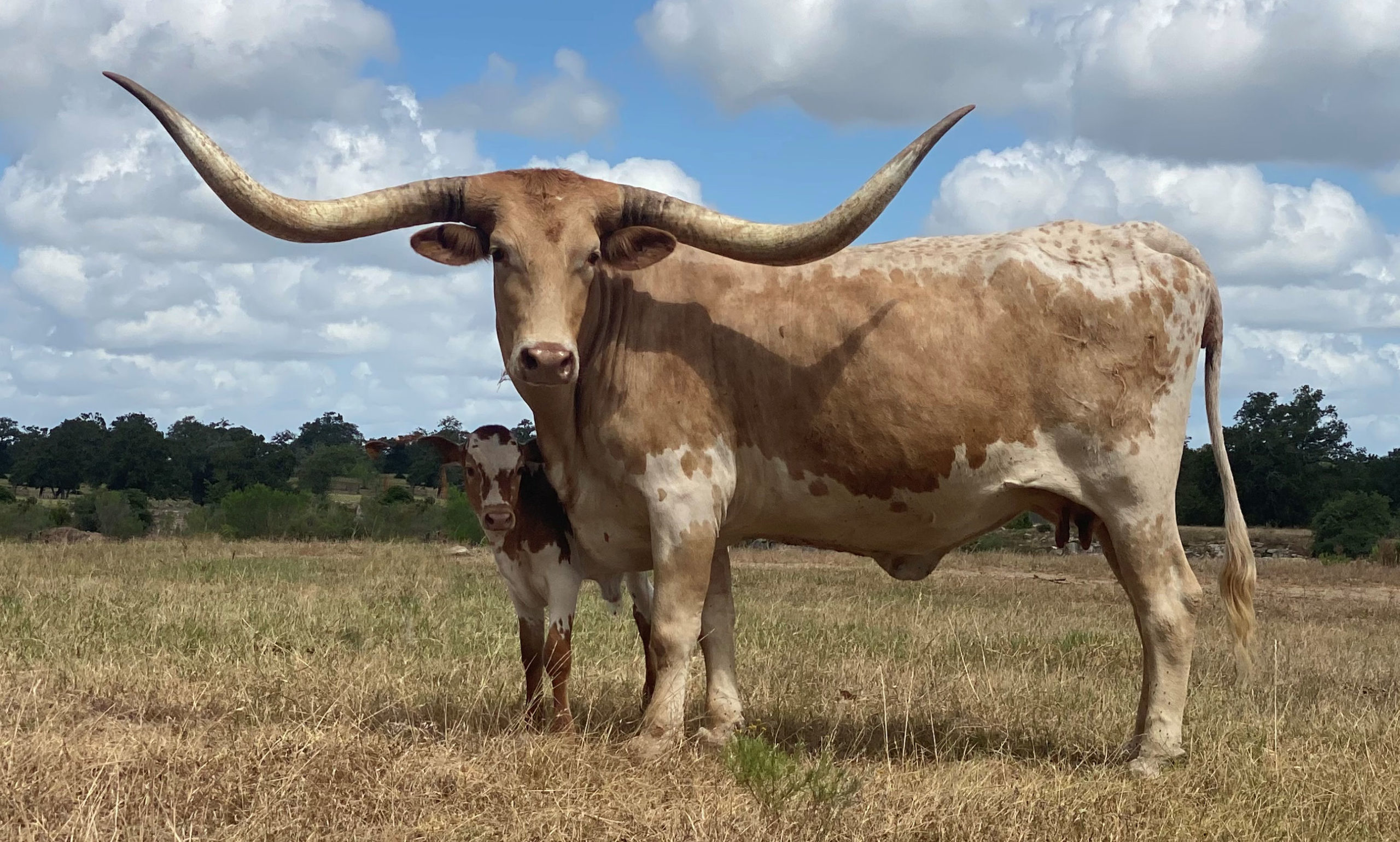 Texas Longhorn Brood Cow - After All the Stars