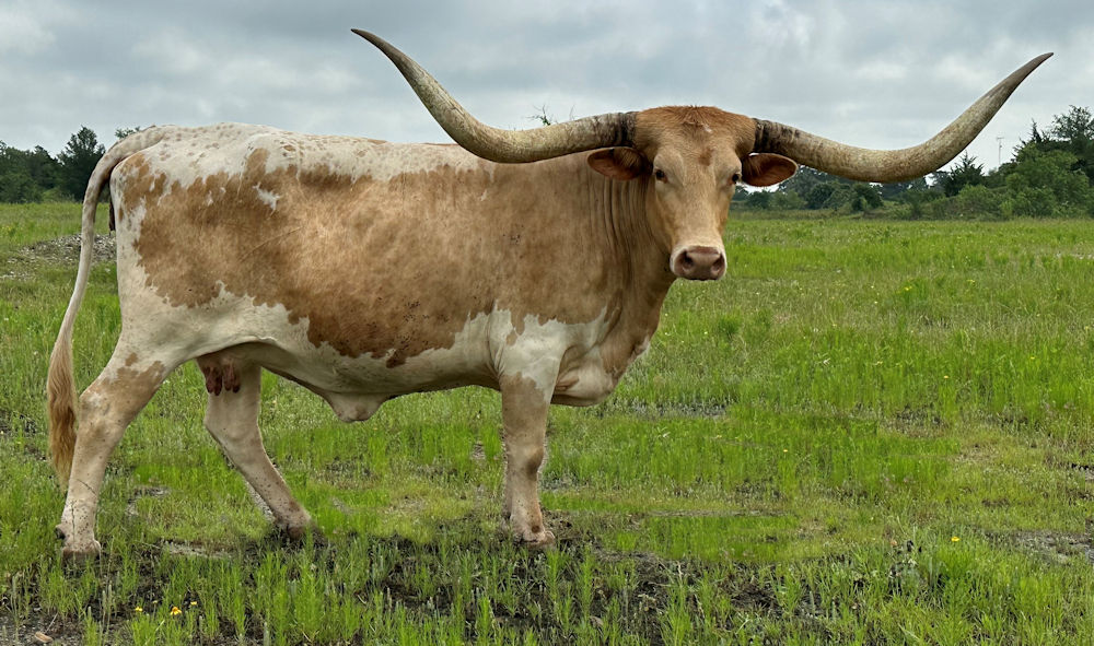 Texas Longhorn Brood Cow - After All the Stars