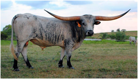 Texas Longhorn herd sire - CV Casanovas Magnum