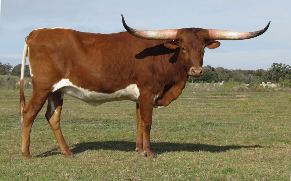Texas Longhorn brood cow - Private Medley of Stars