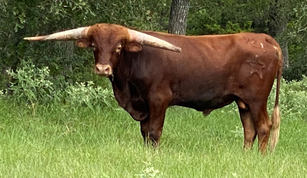 Texas Longhorn herd star prospect- Rugged Star