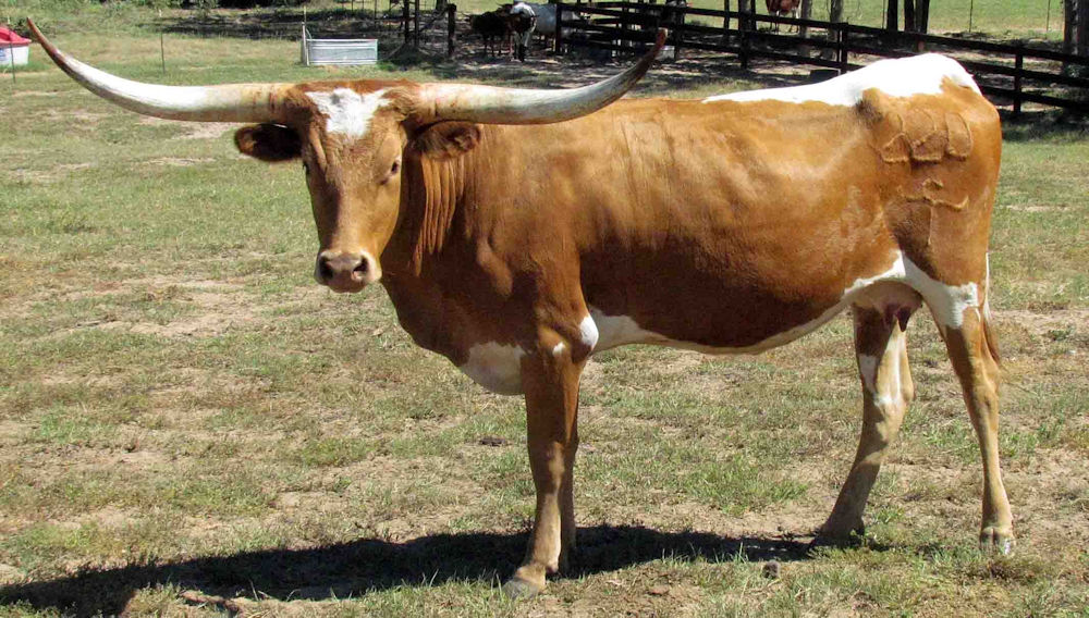 Texas Longhorn Brood Cow - T C Marker's Desarae