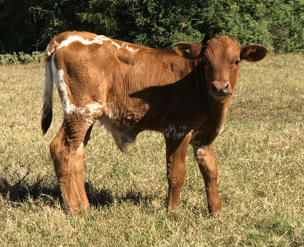 Texas Longhorn bull calf - Tempered by Stars