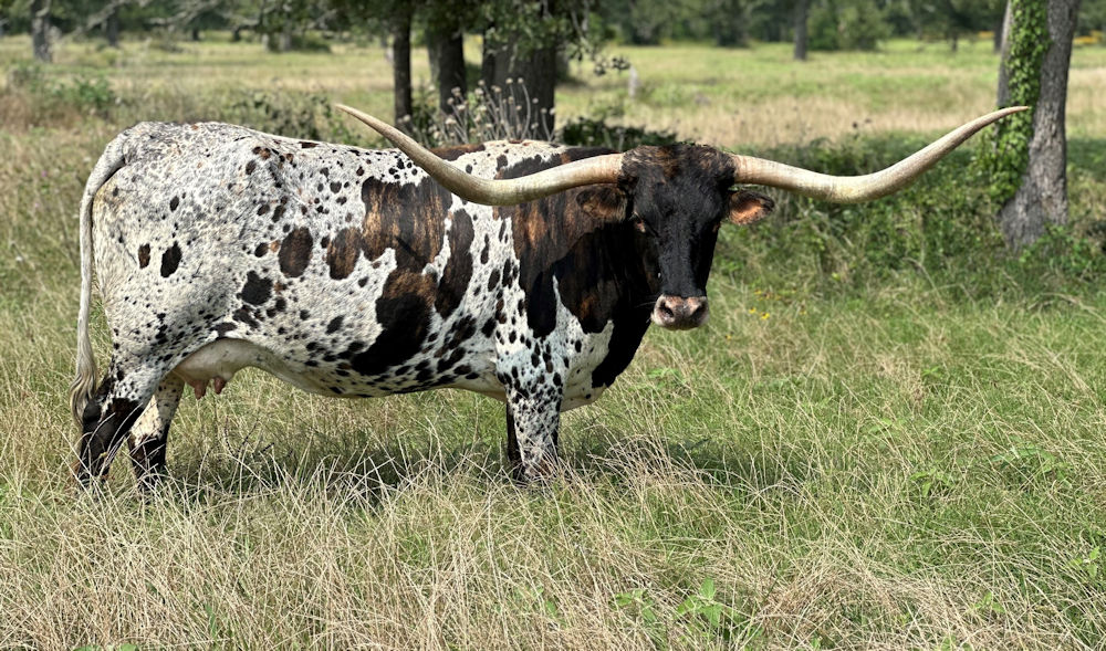 Texas Longhorn brood cow - X Club Star