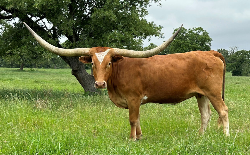 Texas Longhorn Brood Cow - Flurry of Stars
