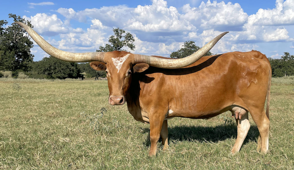 Texas Longhorn Brood Cow - Flurry of Stars