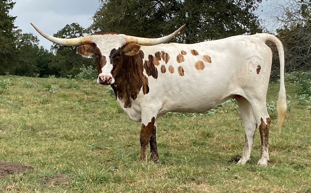 Texas Longhorn brood cow - Friday's Checkmate RJM