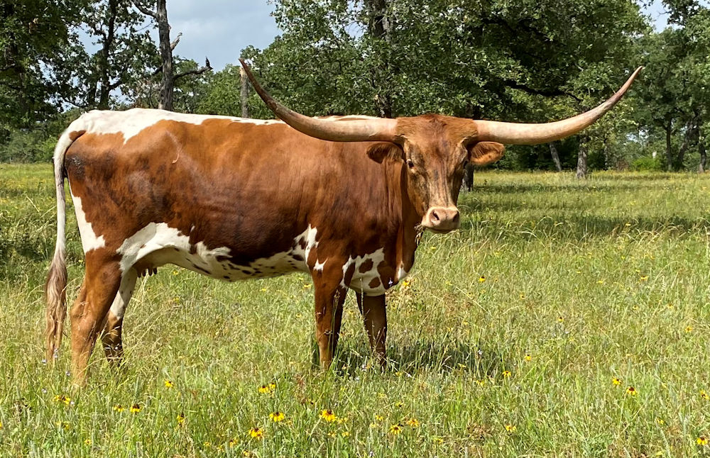 Texas Longhorn Brood Cow - HB Tuff's Cheyenne