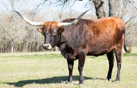 Texas Longhorn cow - Sarcee Rio Cheyenne