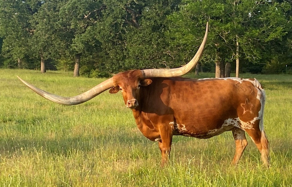 Texas Longhorn brood cow- Sequins on Stars