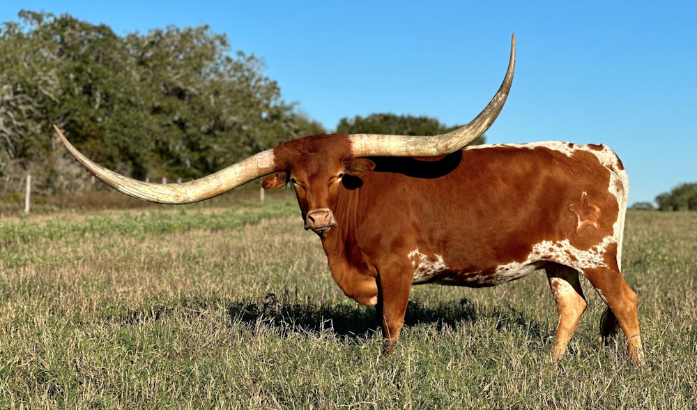 Texas Longhorn heifer - Sequins on Stars