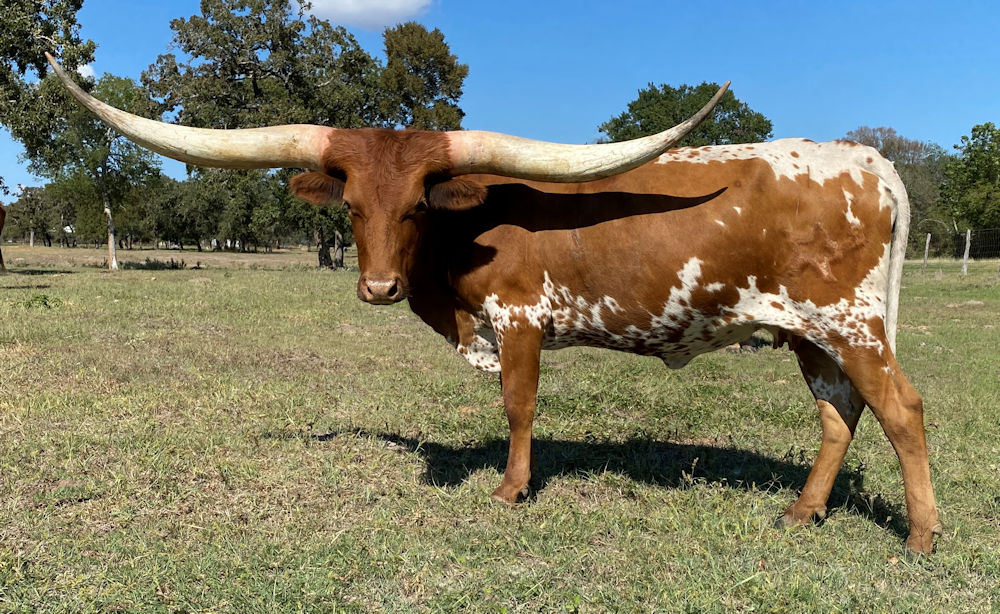 Texas Longhorn cow - Token of Stars