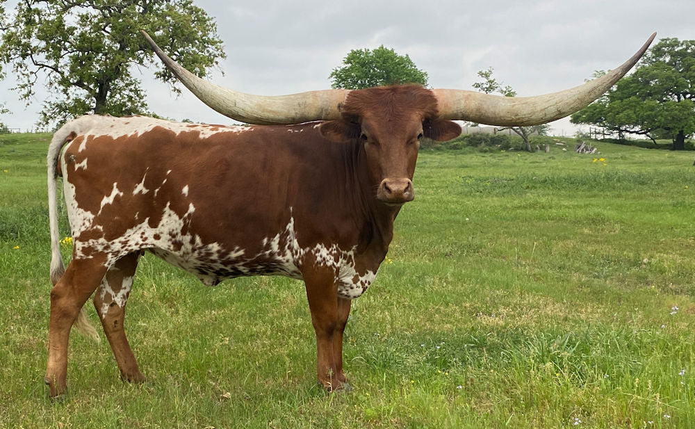 Texas Longhorn cow- Token of Stars