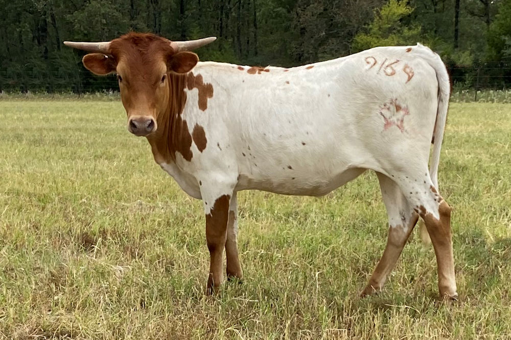 Texas Longhorn heifer - True Star Quest