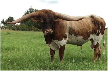 Texas Longhorn bull - Tuff's Ruff 'N Rowdy
