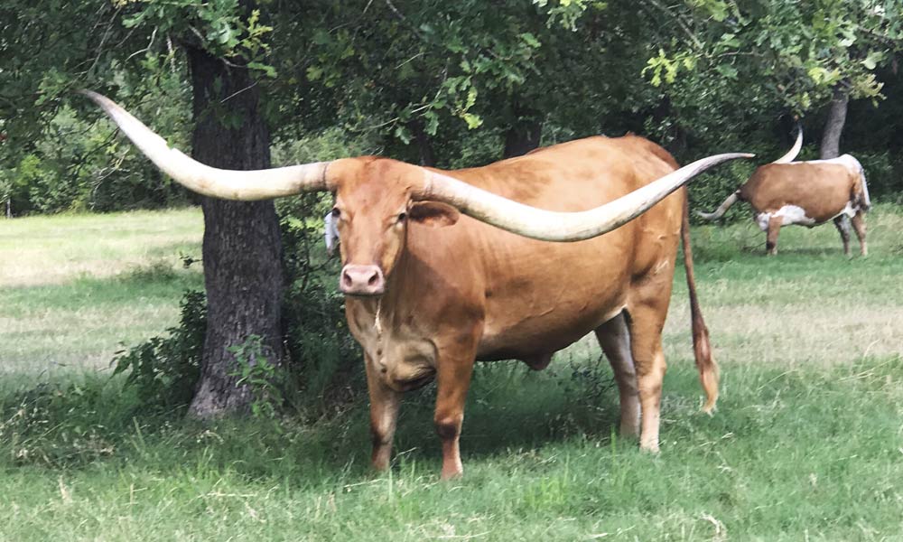 longhorn cattle for sale starcreek ranch
