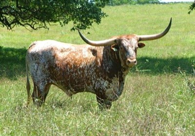 Texas Longhorn bull - Hot Spots 7