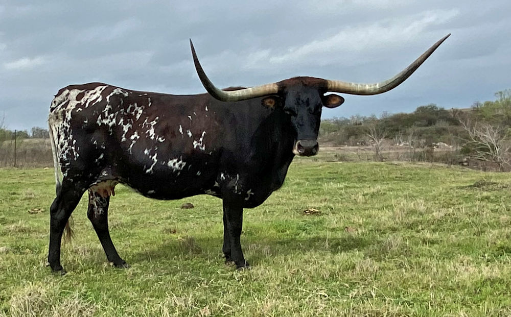 Texas Longhorn Brood Cow - Hot Spots Queen of Clubs