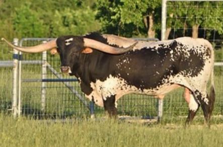 Texas Longhorn bull - Hubbells 20 Gauge