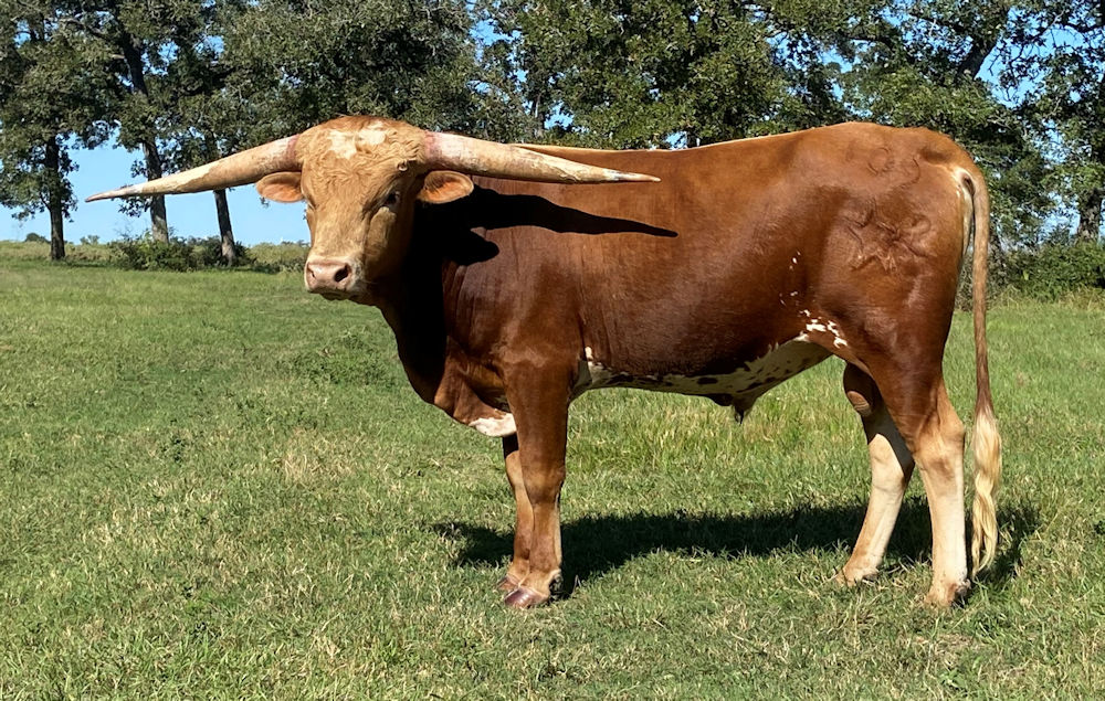 Texas Longhorn herd sire - Lone Star Justice