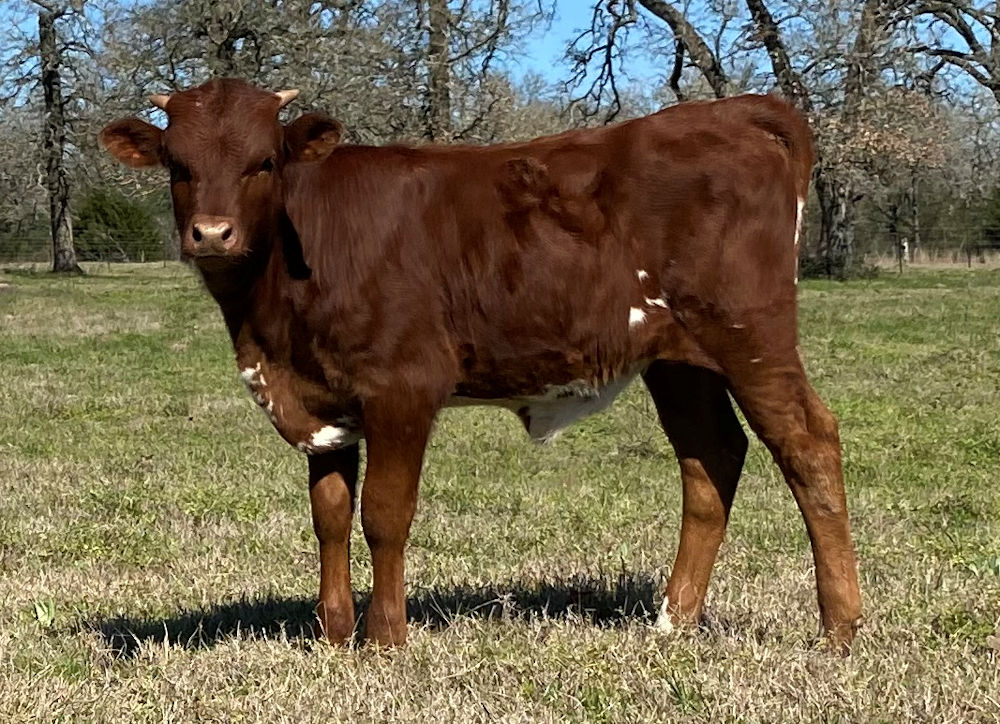 texas longhorn bull calves