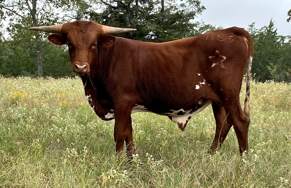 Texas Longhorn herd sire prospect - Military Star
