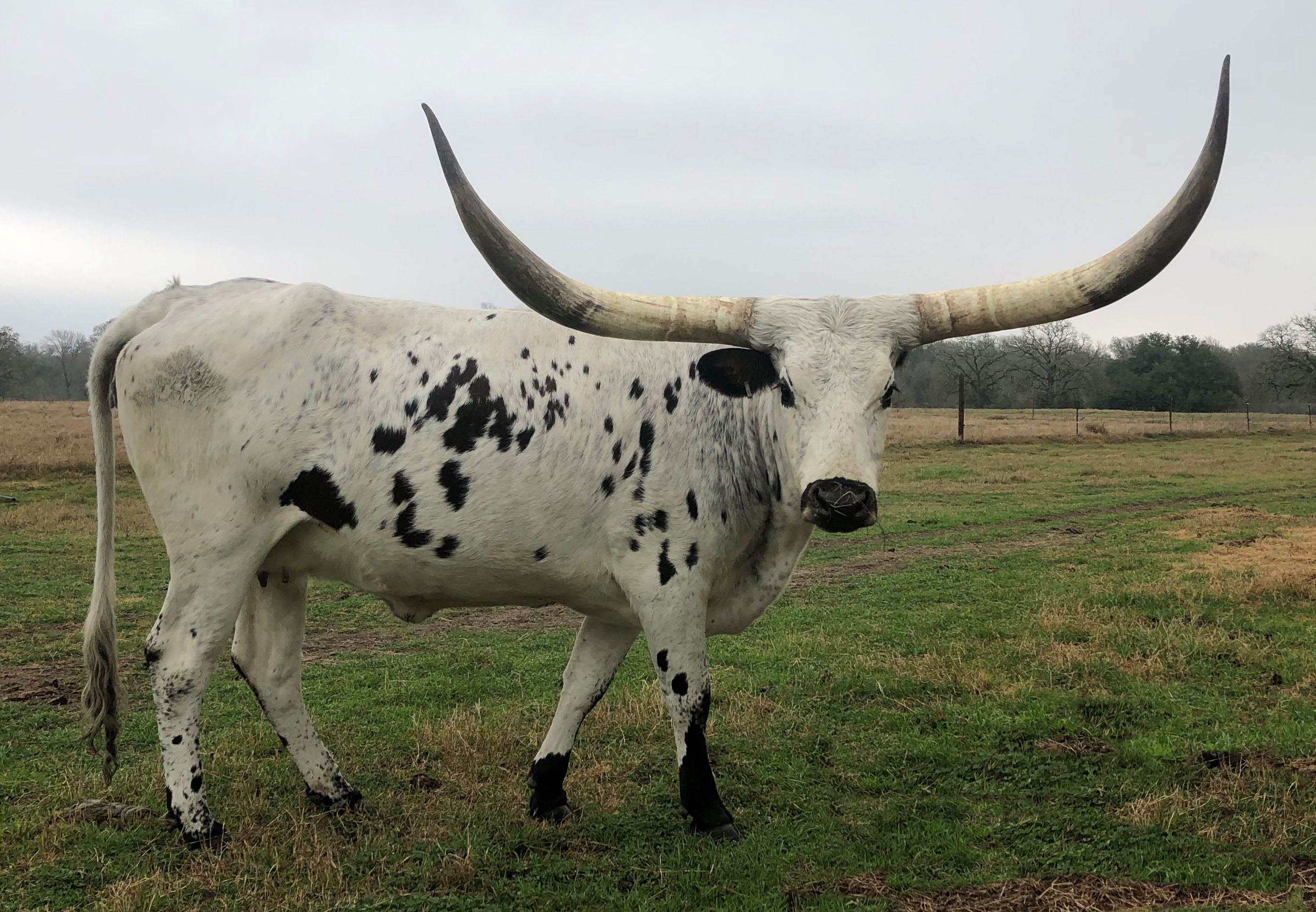 Texas Longhorn brood cow - Commander's Morning Star
