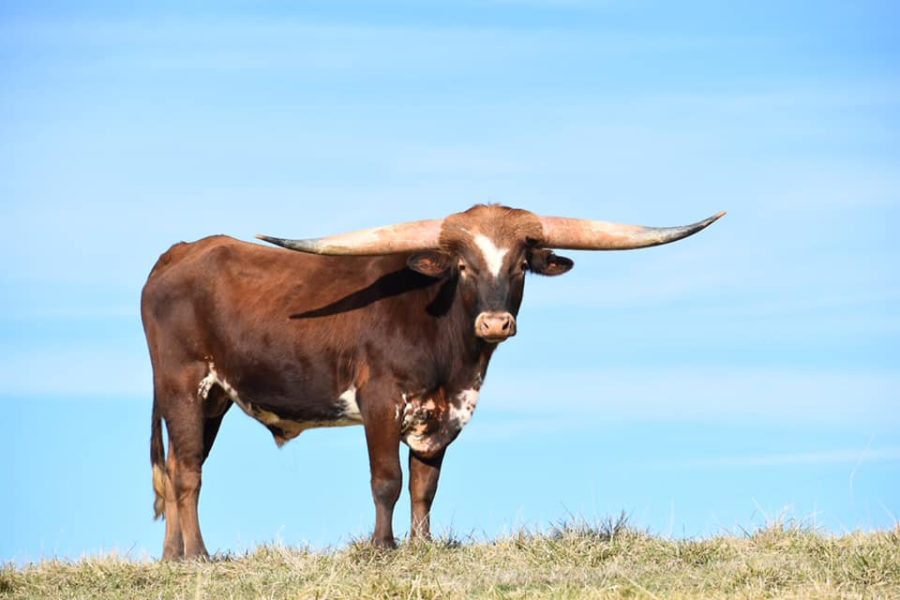 What You Need to Know About Texas Longhorn Horn Length