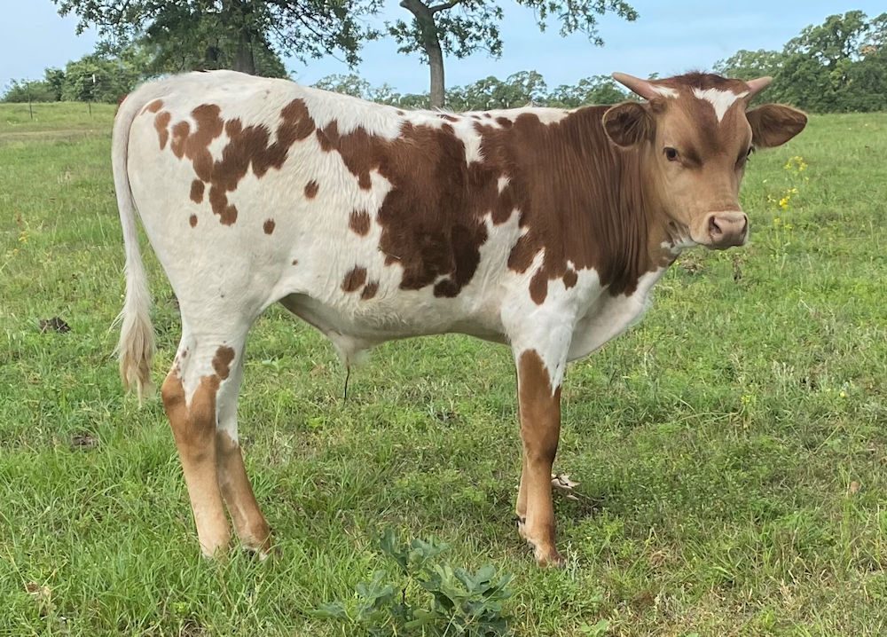 Texas Longhorn bull calf - Top Gun Star
