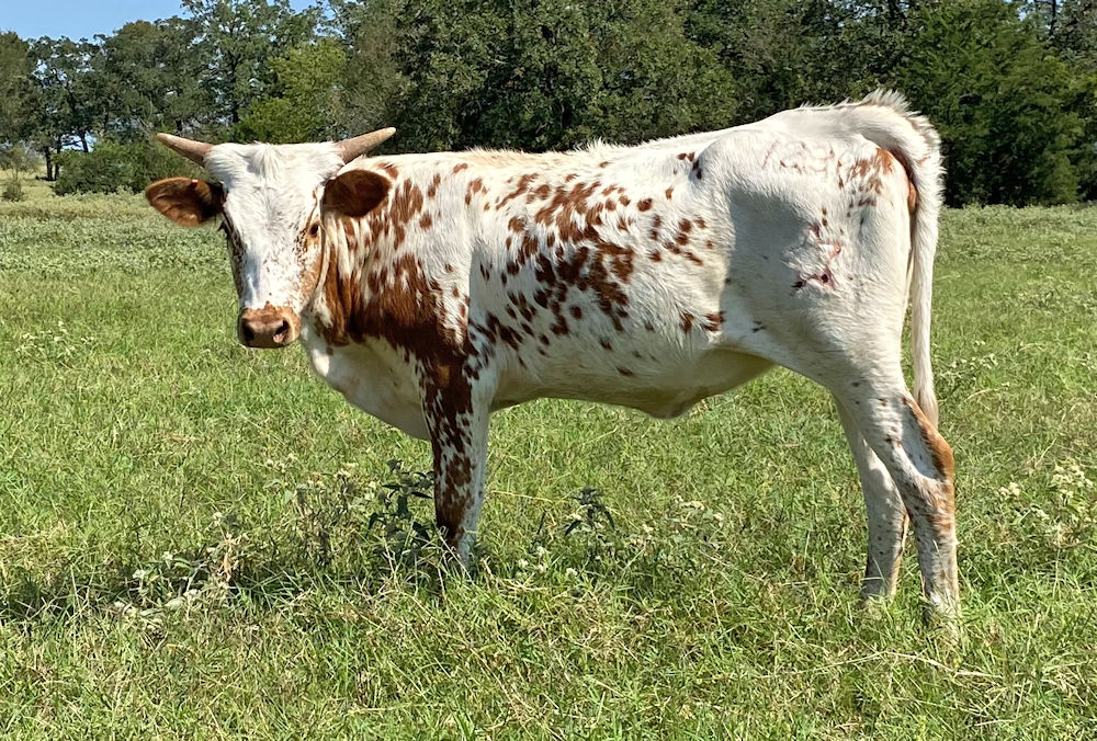Texas Longhorn heifer - Aligned with Stars