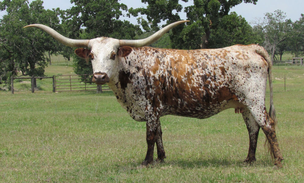 Texas Longhorn brood cow - American Sonata