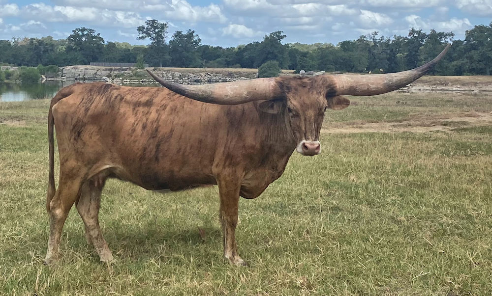 Texas Longhorn brood cow- Club Soda 'N Stars