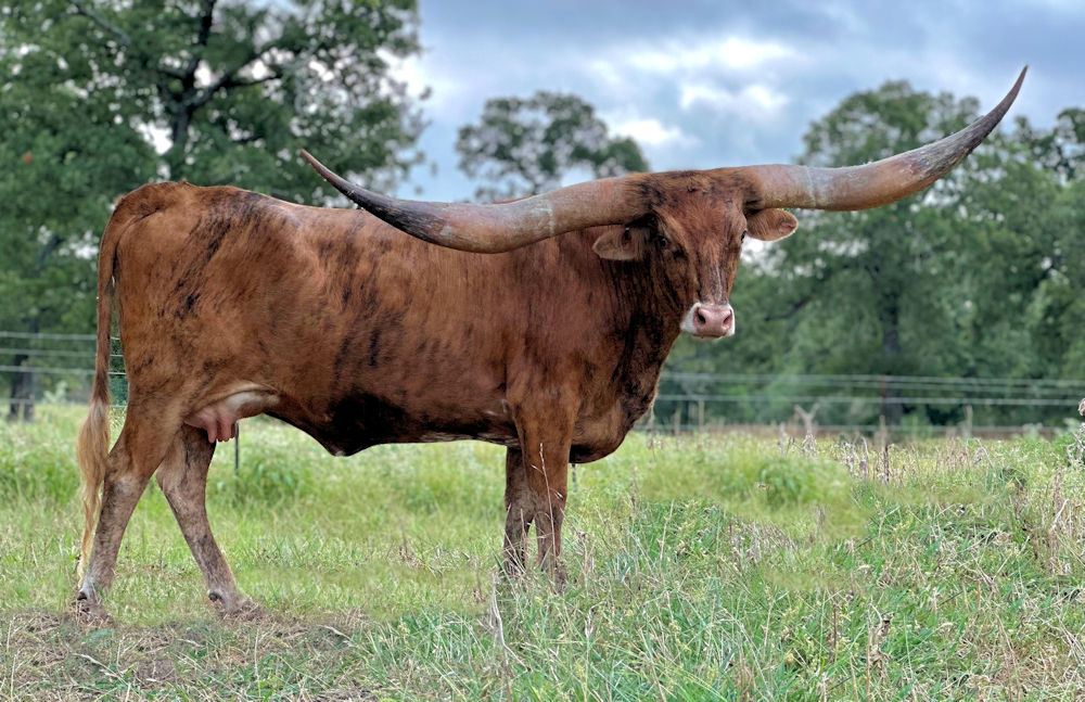 Texas Longhorn brood cow- Club Soda 'N Stars