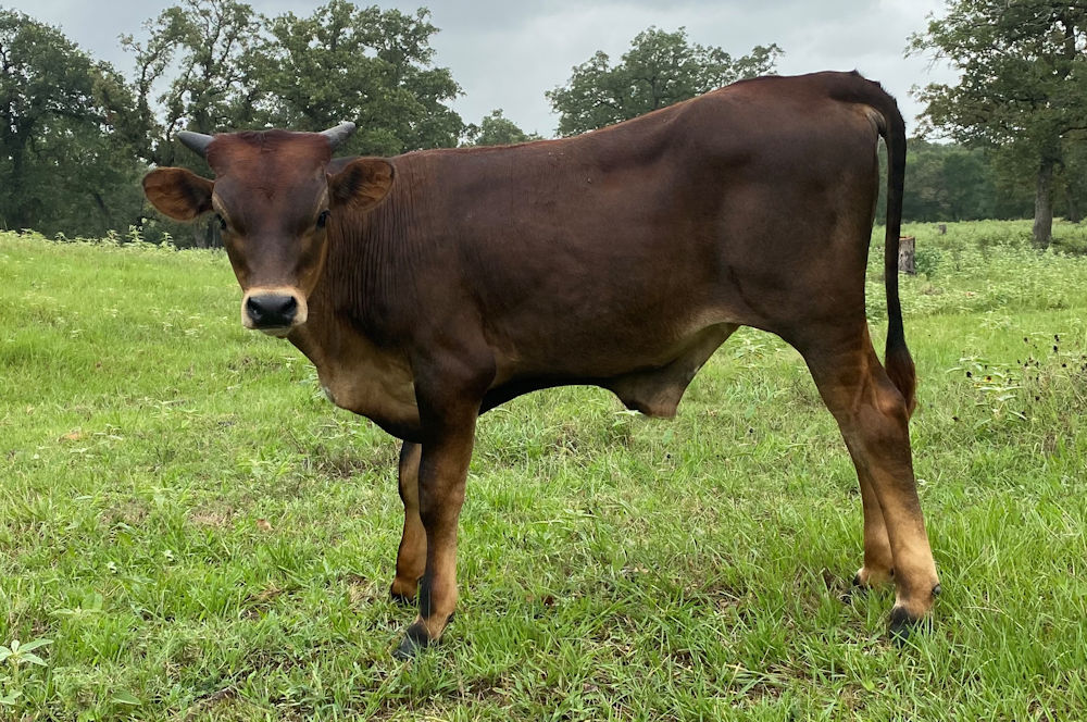 Texas Longhorn bull calf - Frontier Star