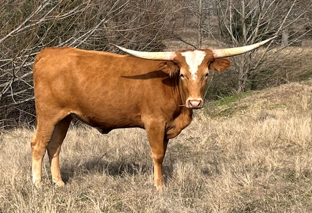 Texas Longhorn heifer - Novelty of Starsxas Longhorn heifer - Novelty of Stars