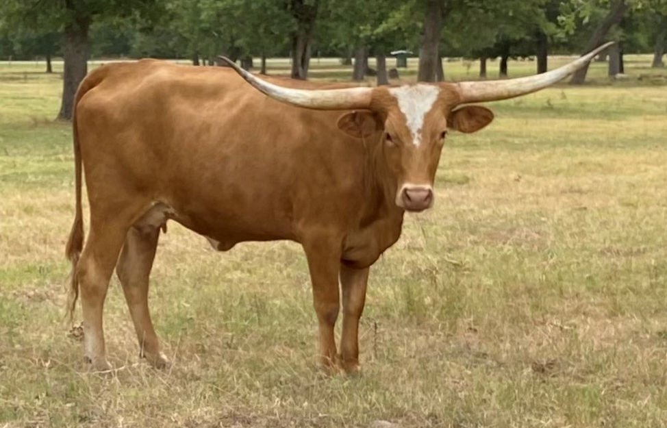Texas Longhorn heifer - Novelty of Starsxas Longhorn cow - Novelty of Stars